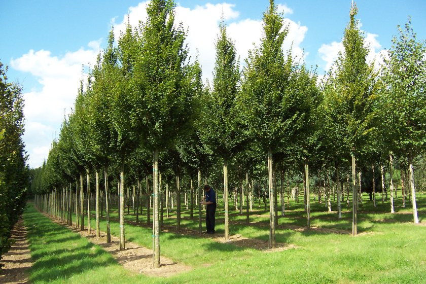 The land at Flexcombe was previously used for cattle, meaning that Hillier will be the first to plant trees at the site