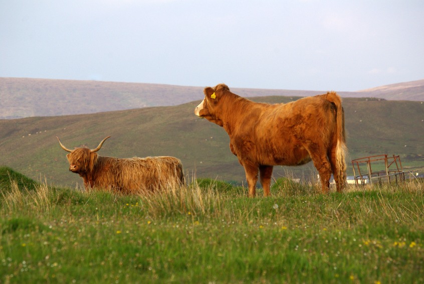For the year to date, UK beef production stood at 747,500 tonnes, up 1% compared to the same period a year ago