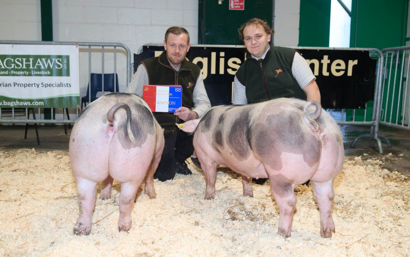 In the pig ring there was a debut success for Tom Dyas and Callum Smith from W Berry in Doncaster