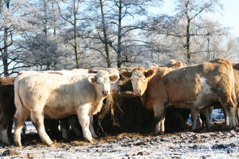 NFU Cymru submitted its response to the Welsh government’s consultation for the post-Brexit support scheme, which is set to replace the BPS