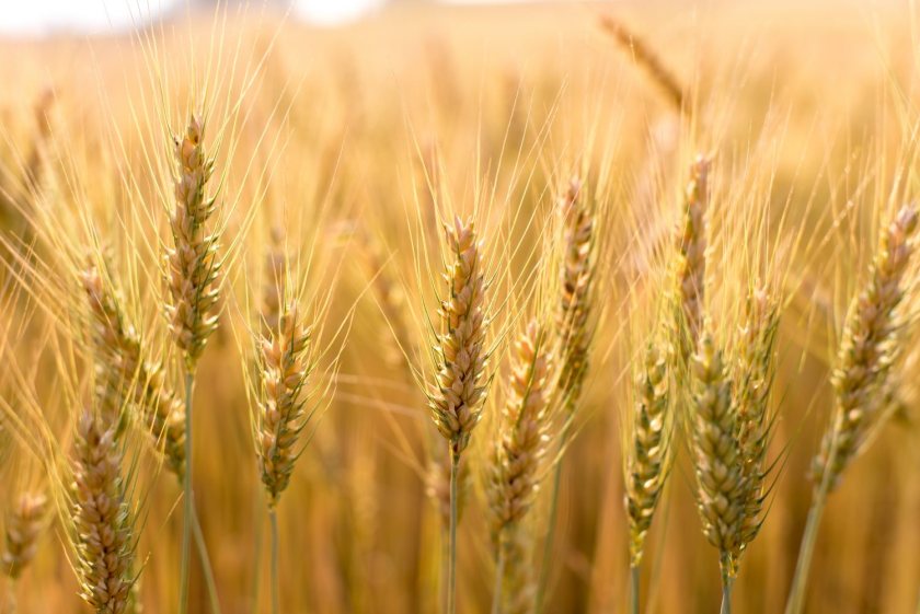 Researchers say the discovery gives breeders a perfect genetic marker to allow them to breed more climate-resilient wheat