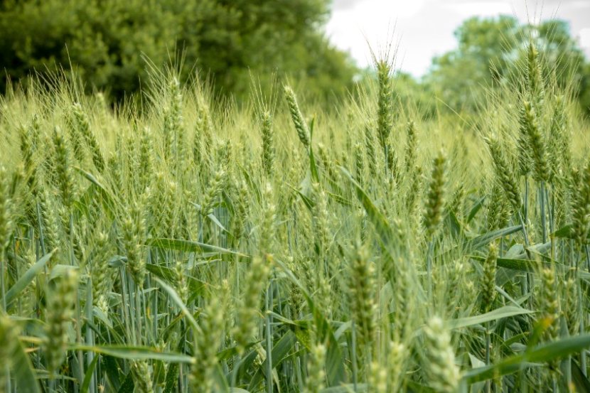 Growers can access the RL 2023/24 for wheat, barley, oats and winter oilseed rape online