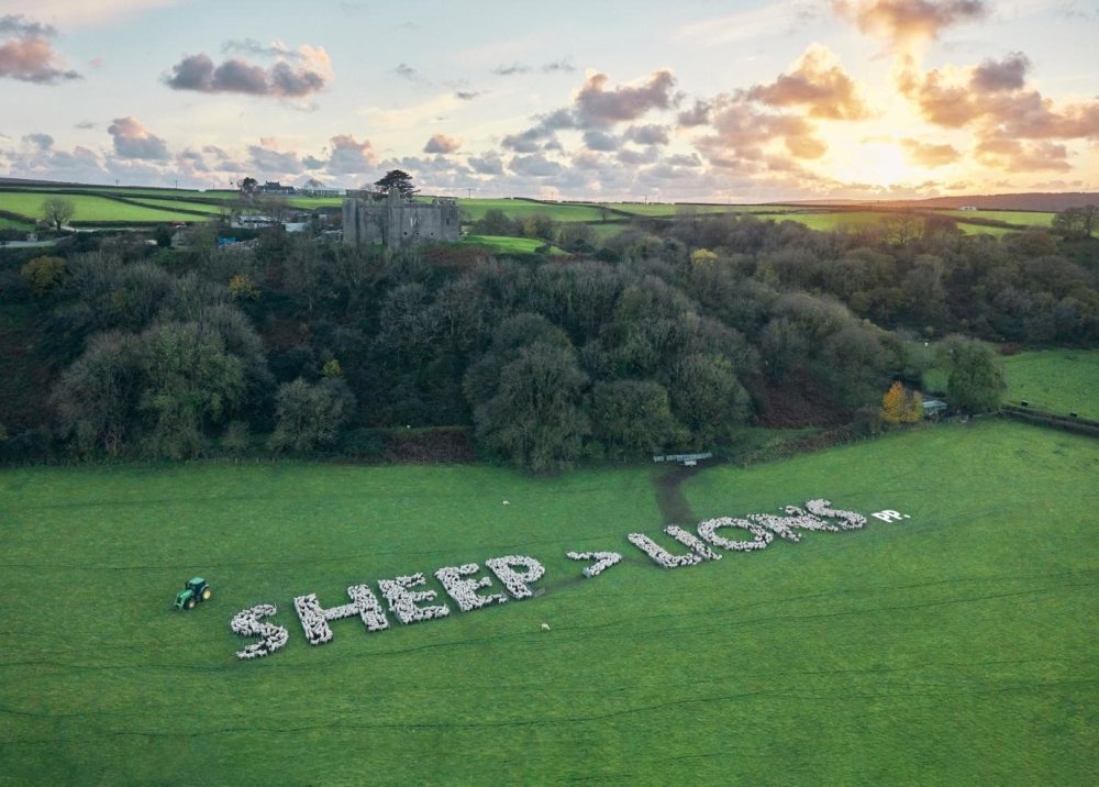 The huge sign contains up to 160 sheep per letter