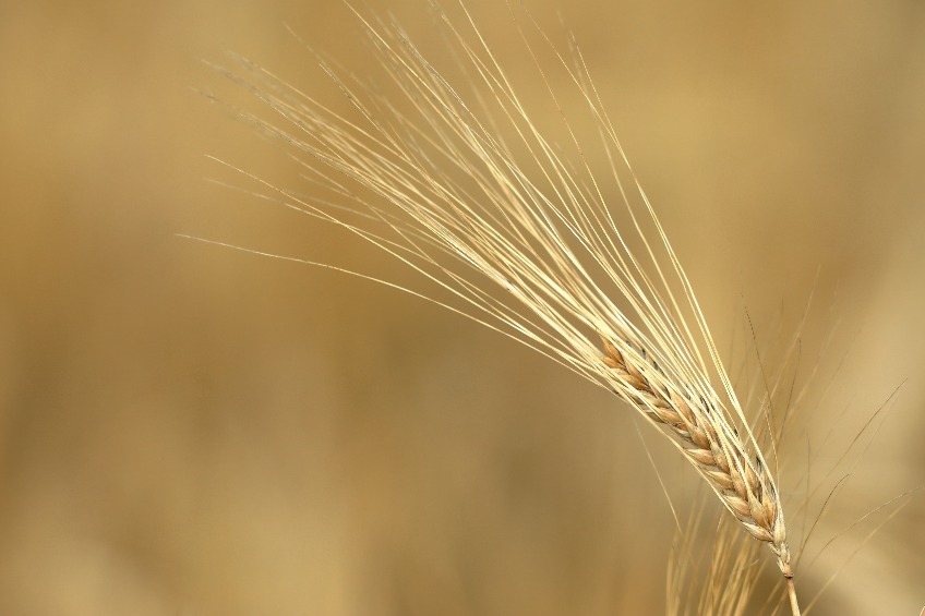 Barley is the most predominant crop grown in Scotland, and supports 40,000 jobs largely due to its key role in the Scottish whisky industry
