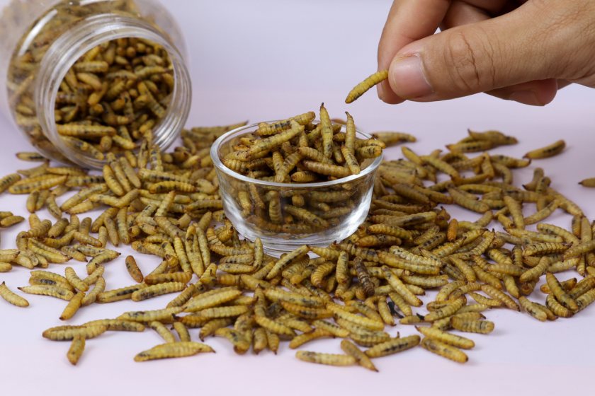 Policymakers need to take urgent action in order for the insect sector industry to survive in Europe and the UK, researchers say