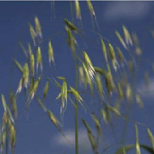 Wild oat panicle