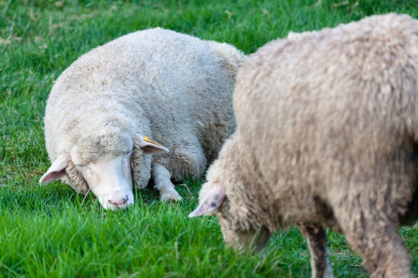 In recent weeks, 116 sheep were stolen from a farm in Kent, costing the farmer £17,000