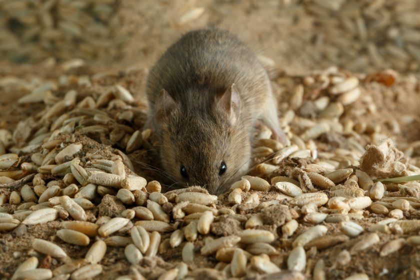 In both rats and mice, the geographical distribution of both single-gene and hybrid-resistance continues to spread