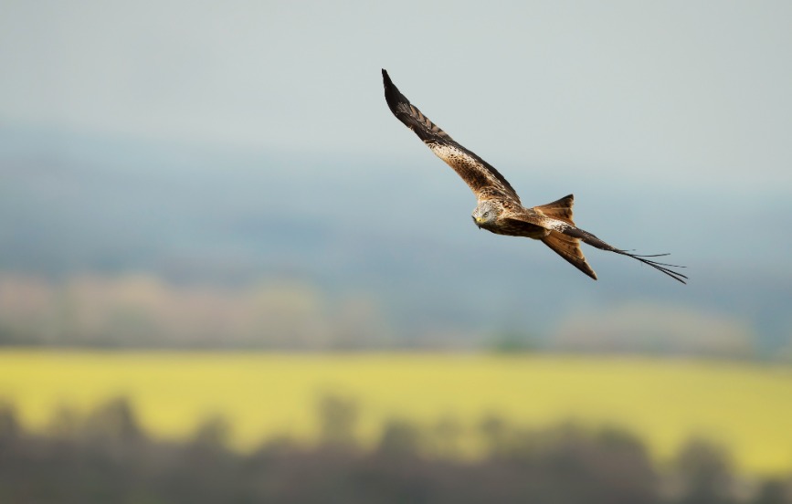 The new online system will be available to use 24/7, with an aim to make it simpler for the public to report dead wild birds