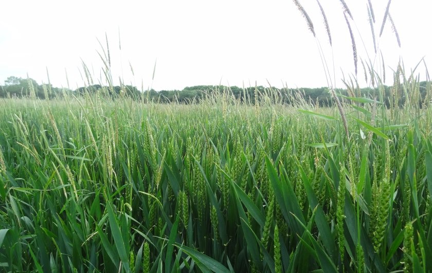 Black-grass has been estimated to cause a loss of almost one million tonnes of wheat yield per year in England alone