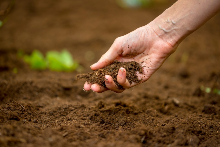 MPs will investigate how the government intends to meet its goal of having all soil 'managed sustainably' by 2030