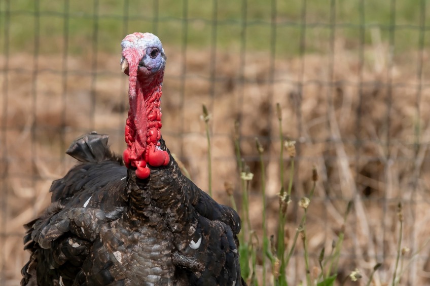Over 500,000 free range turkeys have been affected by the UK's largest ever bird flu outbreak, via infection or culling