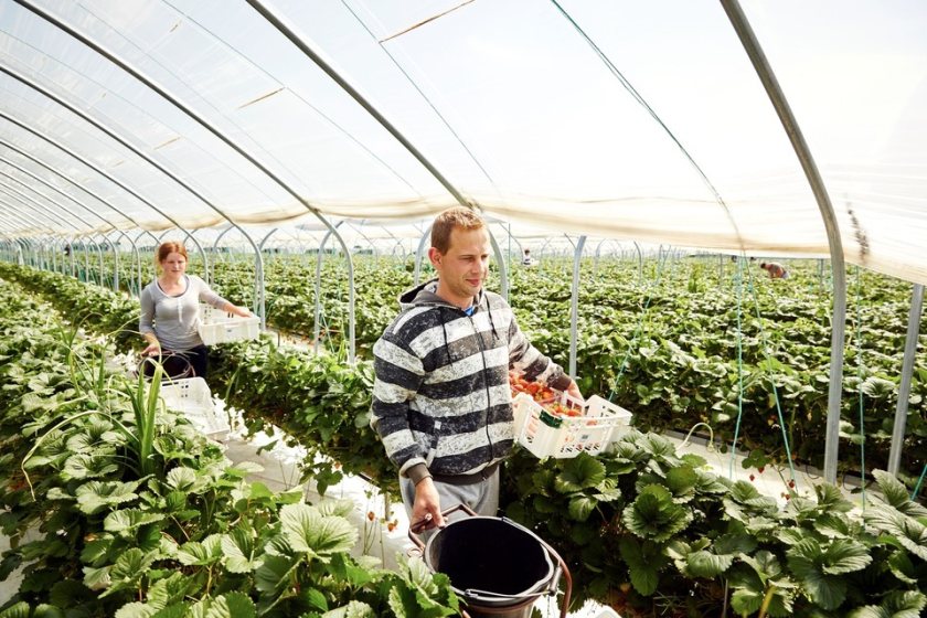 45,000 visas for seasonal workers will be made available for UK horticulture businesses next year (Photo: Defra)