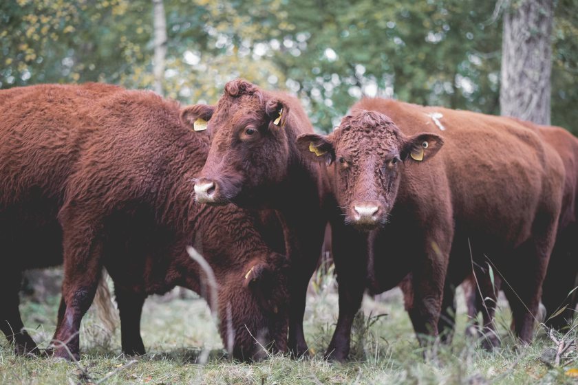 The more natural diet leads to healthier cows, in turn producing higher quality beef, a New Forest commoner explained