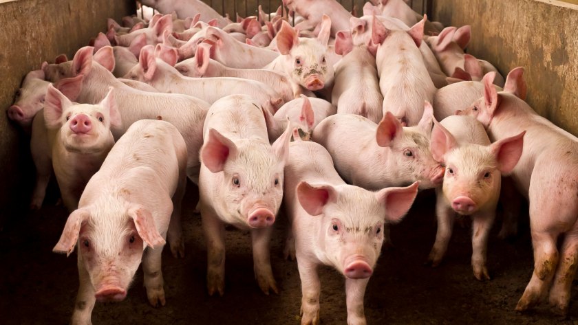 Although cash flow problems may have eased a little as the farmgate price per kilo has increased, farmers are still in a loss-making position