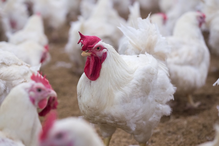 The Roslin Institute, Imperial College London, and Pirbright Institute recently published research into breeding avian flu-resistant chickens