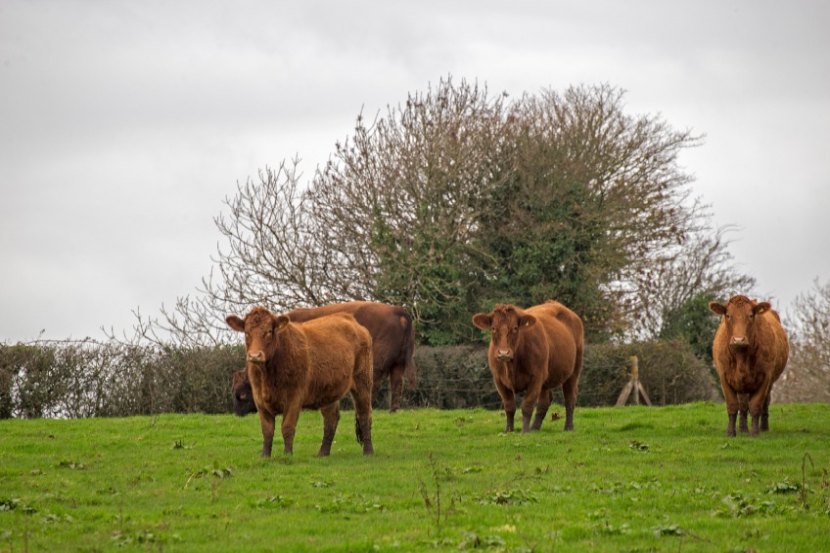 Written by pasture experts Precision Grazing, The Great Grazing Guide has been created in response to the high increase in input costs