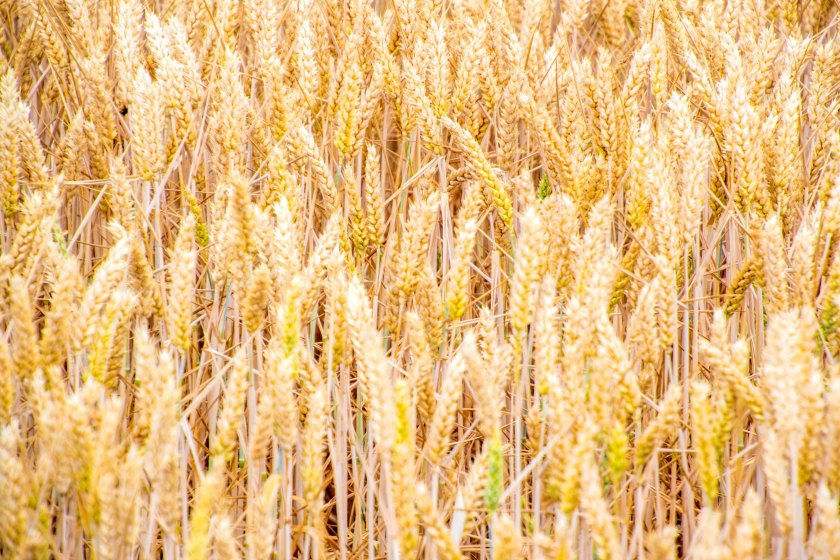 New research from the Earlham Institute in Norwich offers hope for improving crop resilience and food security