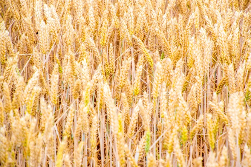 New research from the Earlham Institute in Norwich offers hope for improving crop resilience and food security