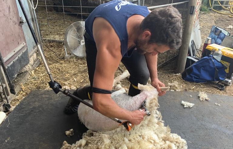 British Wool's course will be over two days, covering all the aspects of achieving a successful shearing season