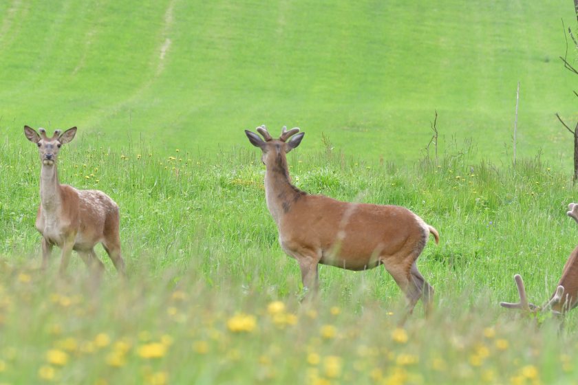 Every year, the North Lakes Red Deer Group shoots red deer across the huge Haweswater catchment area