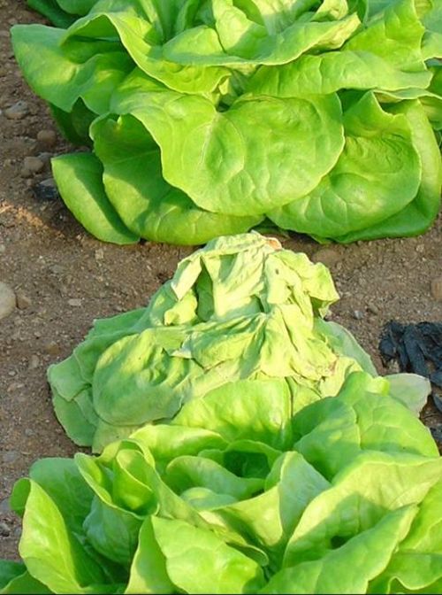 Disease symptoms in lettuce