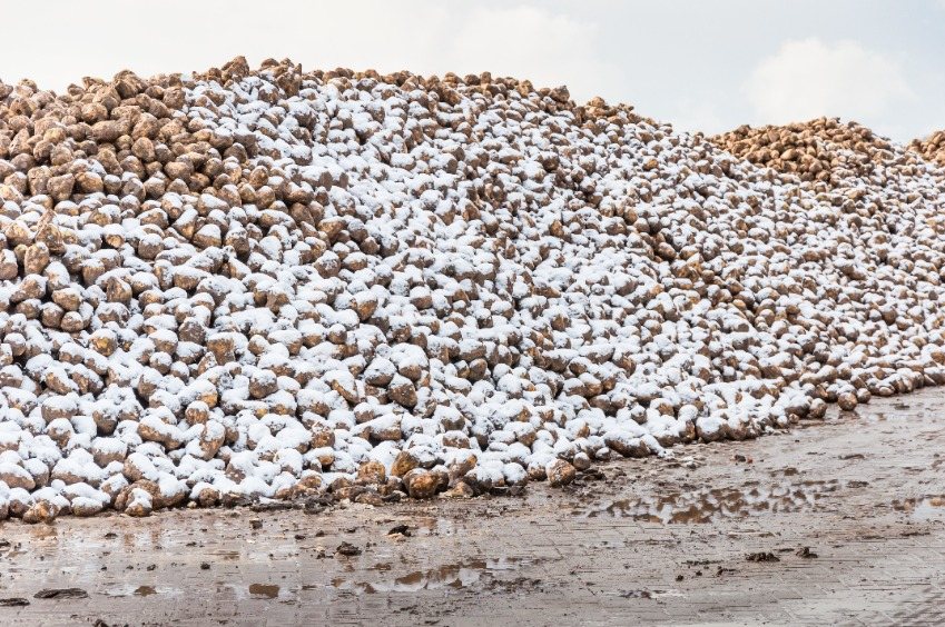 Many sugar beet growers have seen major yield losses due to the freezing weather, which started in December