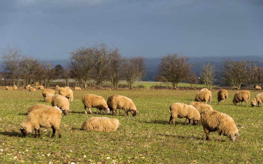 A cross party commission is calling for contributions from farmers in the first economy-wide consultation on how Brexit is impacting UK business