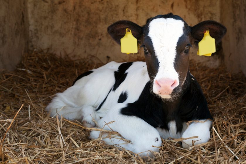 Farmers should implement ways to mitigate the negative consequences associated with weaning of milk abruptly, the study says