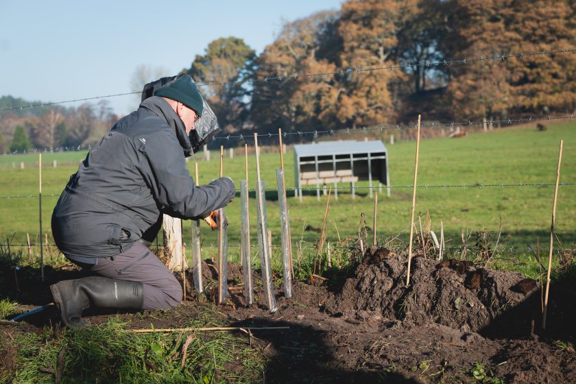 New Forest commoners and park volunteers spent a day planting hawthorn, hazel, rowan, birch and oak along the hedge line