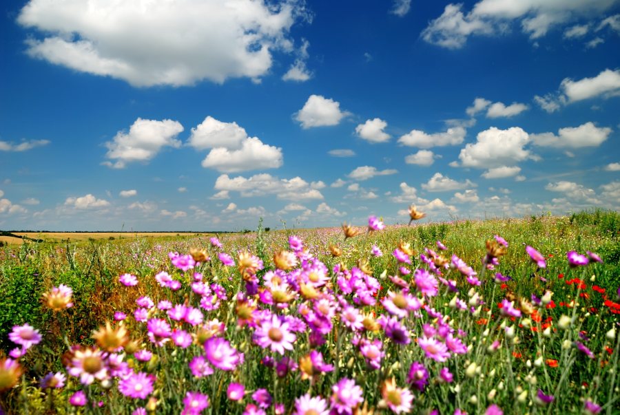 Defra has announced an accelerated roll out of the SFI - a key part of the government’s Environmental Land Management Schemes
