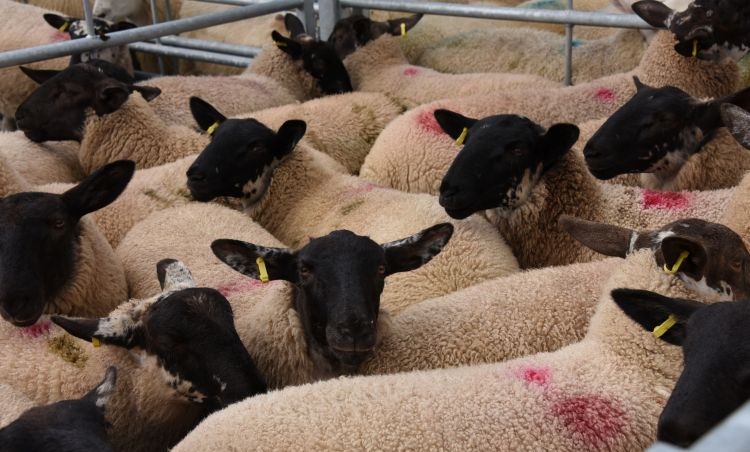 A cocktail of market challenges has combined to put pressure on lamb prices going into the new year (Photo: HCC)
