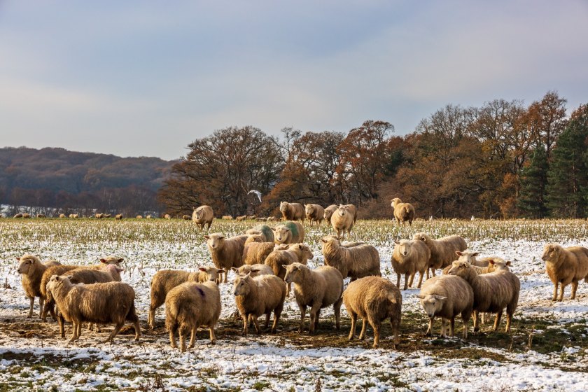 The cold snap in December will not have killed off all the liver fluke on pasture, according to industry groups