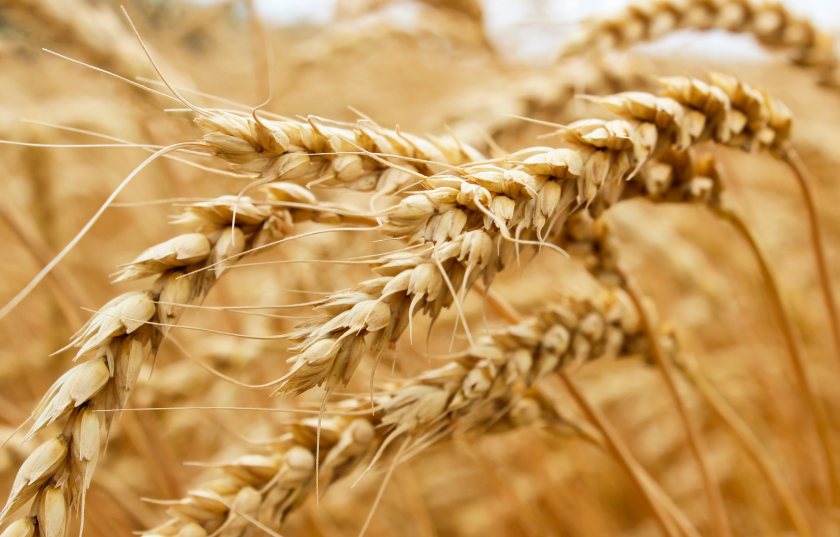 The field trial was an important step in determining whether the new gene-edited wheat would be viable