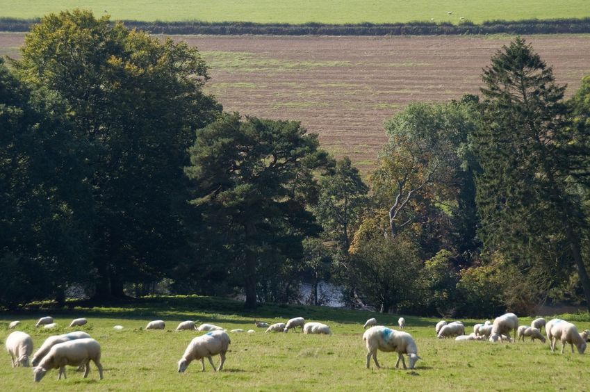 The inventory is sent to all registered sheep and goat keepers to collect details on their sheep and goat numbers