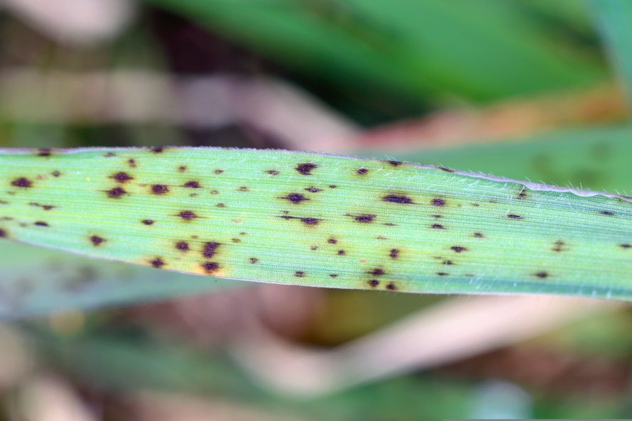 Net blotch in barley has the potential to cause yield losses of 10-40 percent if it is not controlled