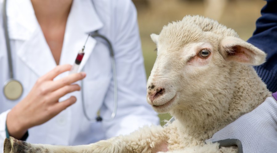 The Livestock Vaccination Guidelines categorises vaccination for clostridial diseases as one of the highest priority vaccinations for sheep