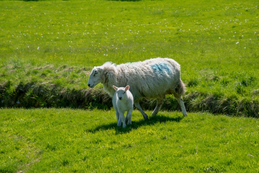 The study, funded by the European Innovation Partnership (EIP) Wales, involved five commercial sheep farms 
