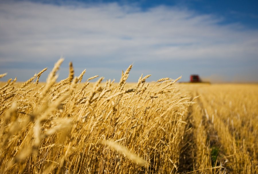 Wheat blast is now regarded as a major threat to global food security, according to scientists at the John Innes Centre