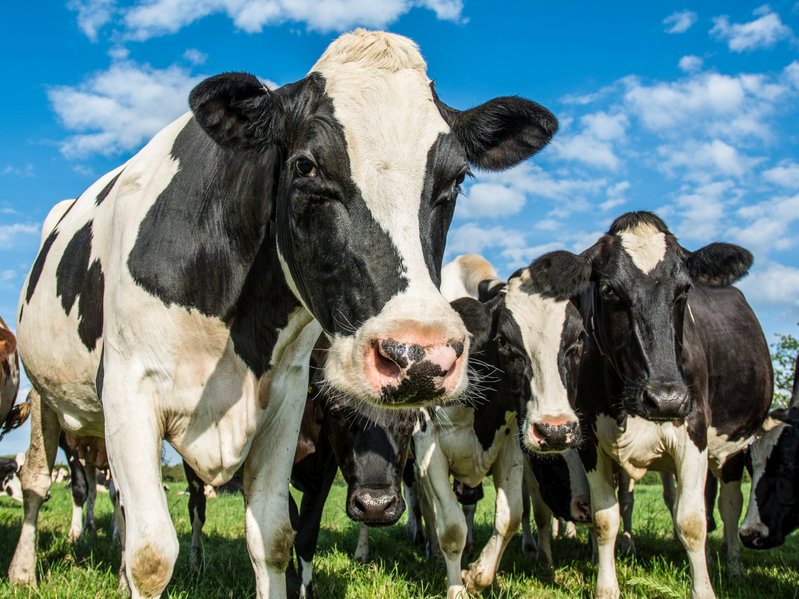 Season two of Clarkson's Farm features Emma Ledbury, a dairy farmer who lost half of her cattle to bovine TB