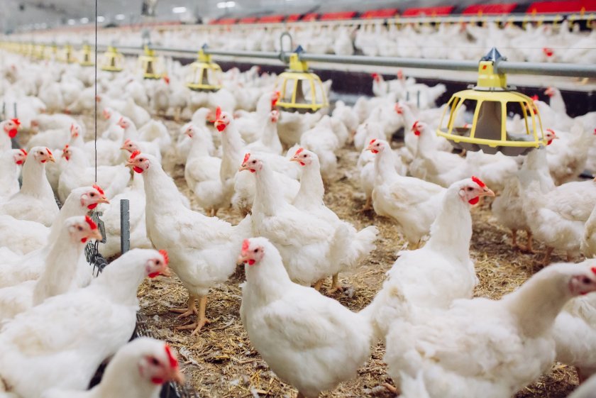 The scheme excludes primary agricultural production, despite energy being a critical source within food production