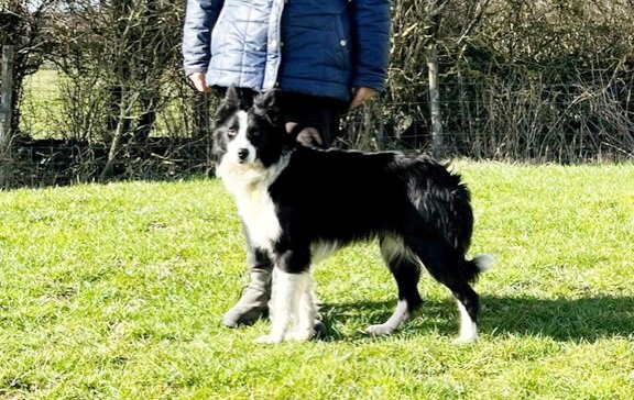 Top dog at 4,000gns (£4,200) was a stylish and fully home-bred rising one-year-old black and white bitch, Tara