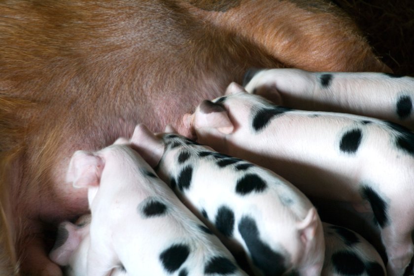 The National Pig Association (NPA) said Defra's December census figures were 'shocking', but 'not surprising'