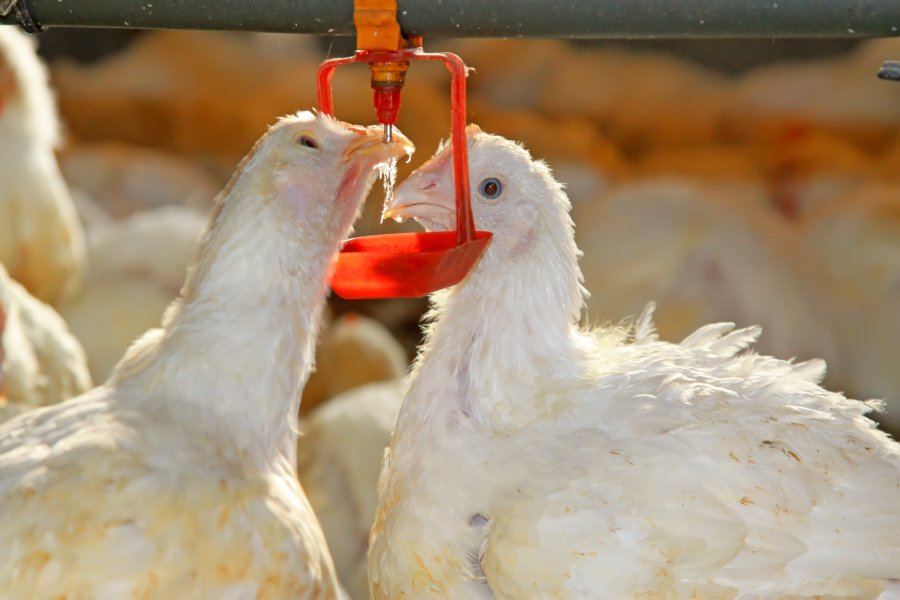 Poultry businesses are reliant on gas and electricity to rear poultry and store fresh produce safely