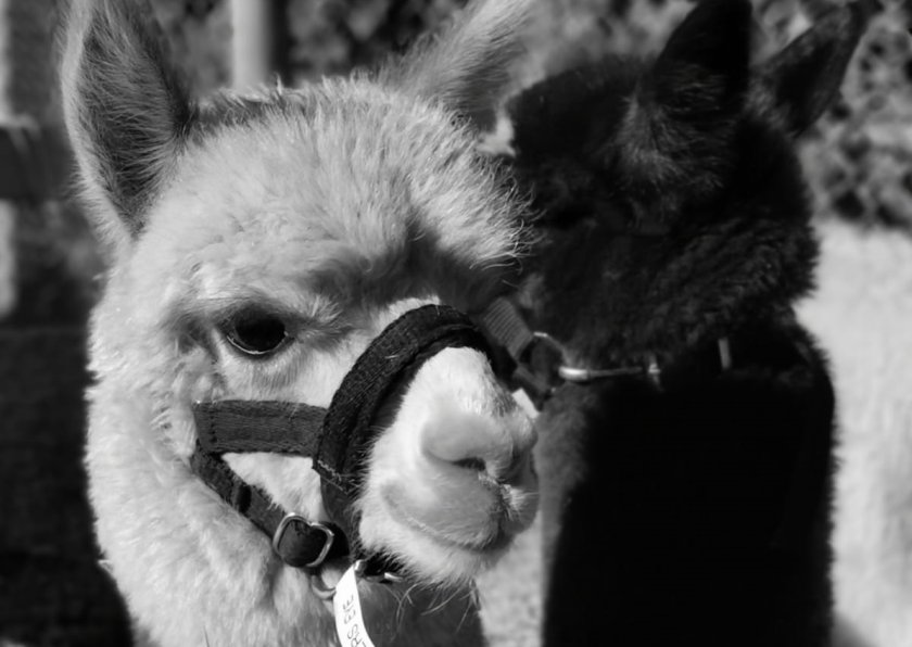 . Alpacas are creatures of habit, so it is important to provide them with a consistent schedule