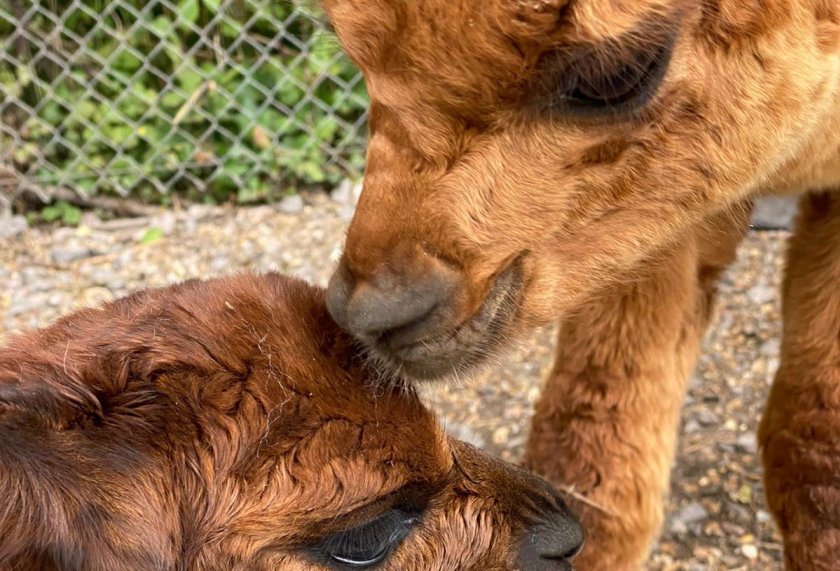 It is important to remember that training a baby alpaca is a long-term commitment