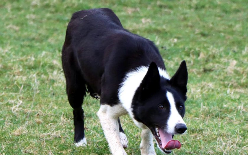 12-month-old Gwyddil Ben was sold at a recent Skipton Auction Mart online-only sale for £18,100