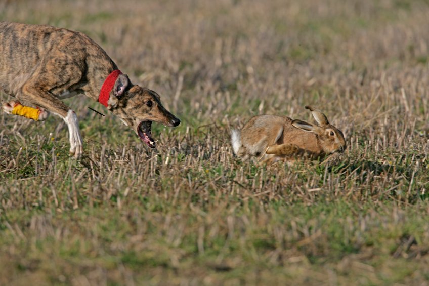 A single incident of hare coursing can cause thousands of pounds worth of damage to land and crops, and see farmers violently abused