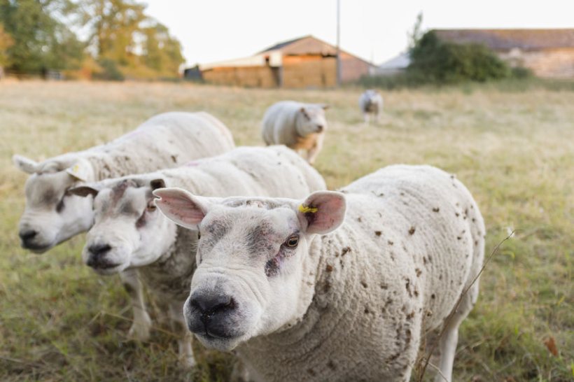 Northern Irish farmers rely heavily on sourcing breeding stock from the British mainland