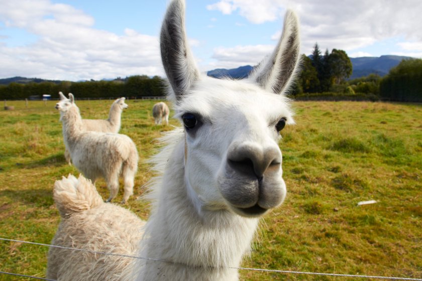 The project is looking at new ways of grazing these animals and how they could help tackle climate change